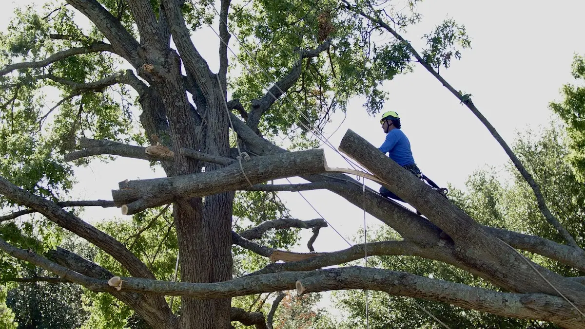 Professional Hazardous Tree Removal performed by certified arborists in Clinton